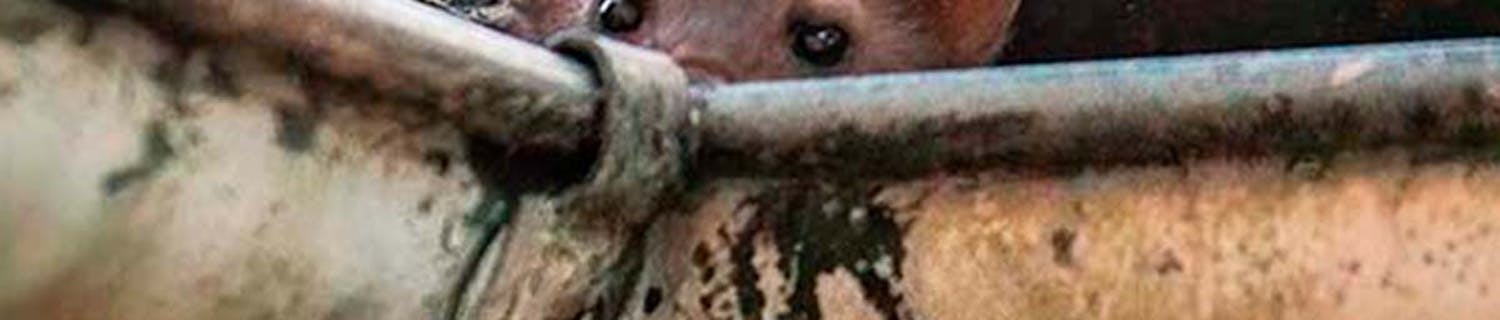 Mård Mård i trädgården